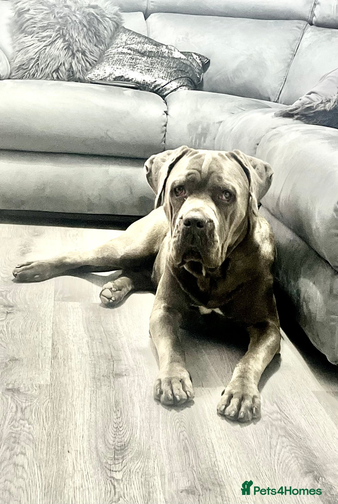 Cane Corso dogs for sale: Kylo  - Image 5