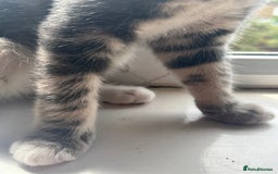 British Shorthair cats for sale: Female British Short Hair Kitten for sale - Image 10
