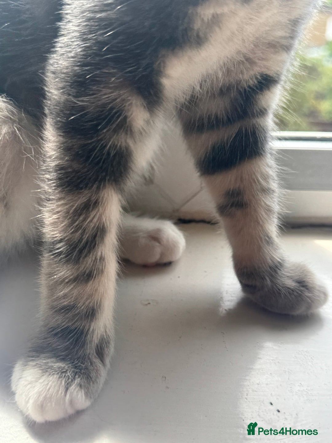 British Shorthair cats for sale: Female British Short Hair Kitten for sale - Image 10