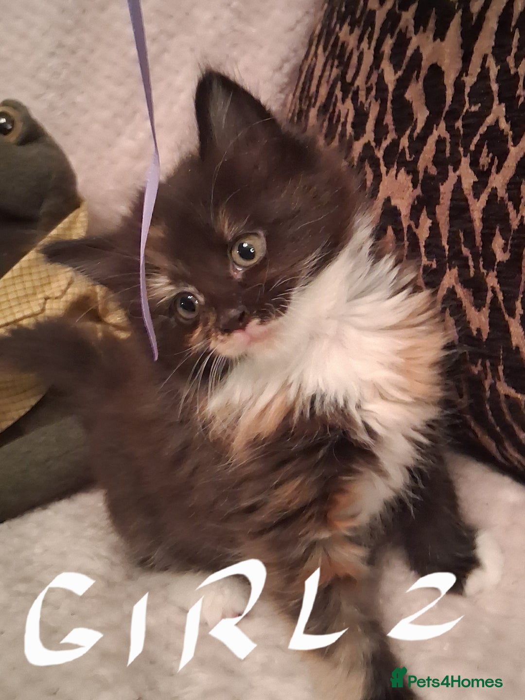 Maine Coon cats for sale: Beautiful Maine Coon kittens  - Advert 17
