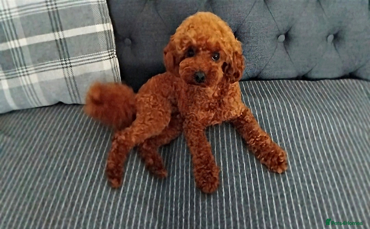 Toy Poodle dogs in Brighton - Advert 11