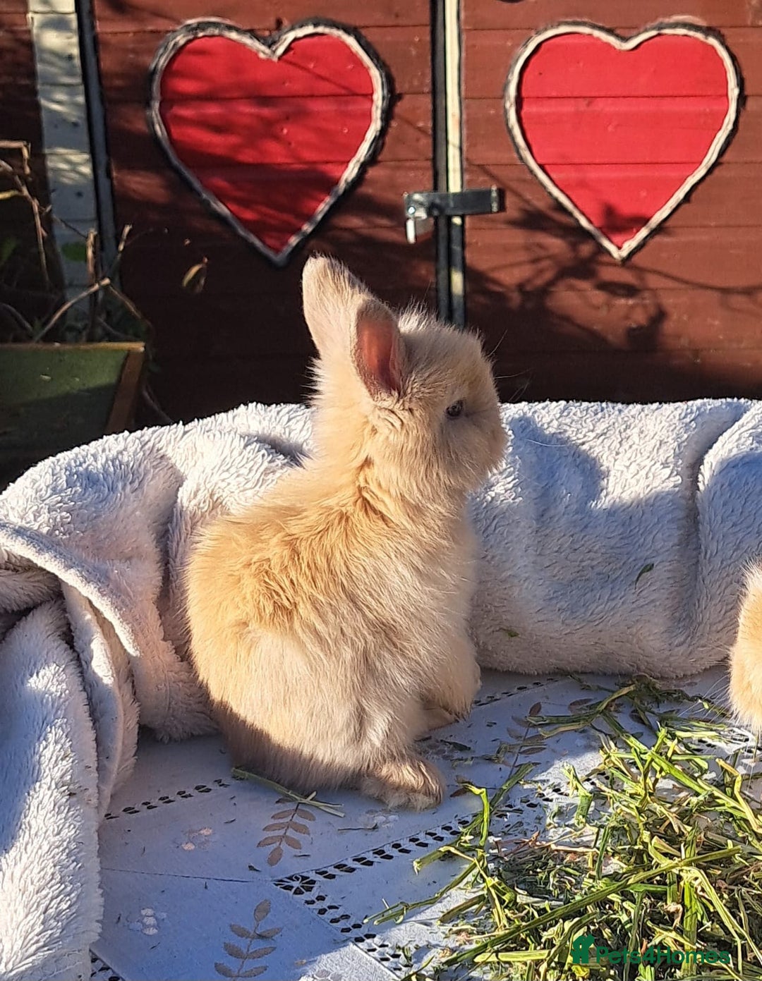 Angora rabbits for sale: Gorgeous Angora Rabbits, Pure Bred Full Faced. - Advert 34