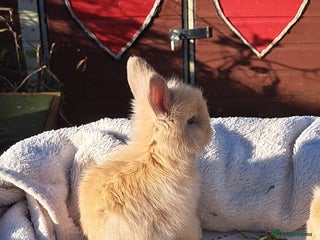 Angora rabbits Gorgeous Vaccinated Angora Rabbits, Full Faced. - Advert 12