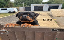 Rottweiler dogs for sale: Beautiful Rottweiler Pups, Ready this week! - Image 12