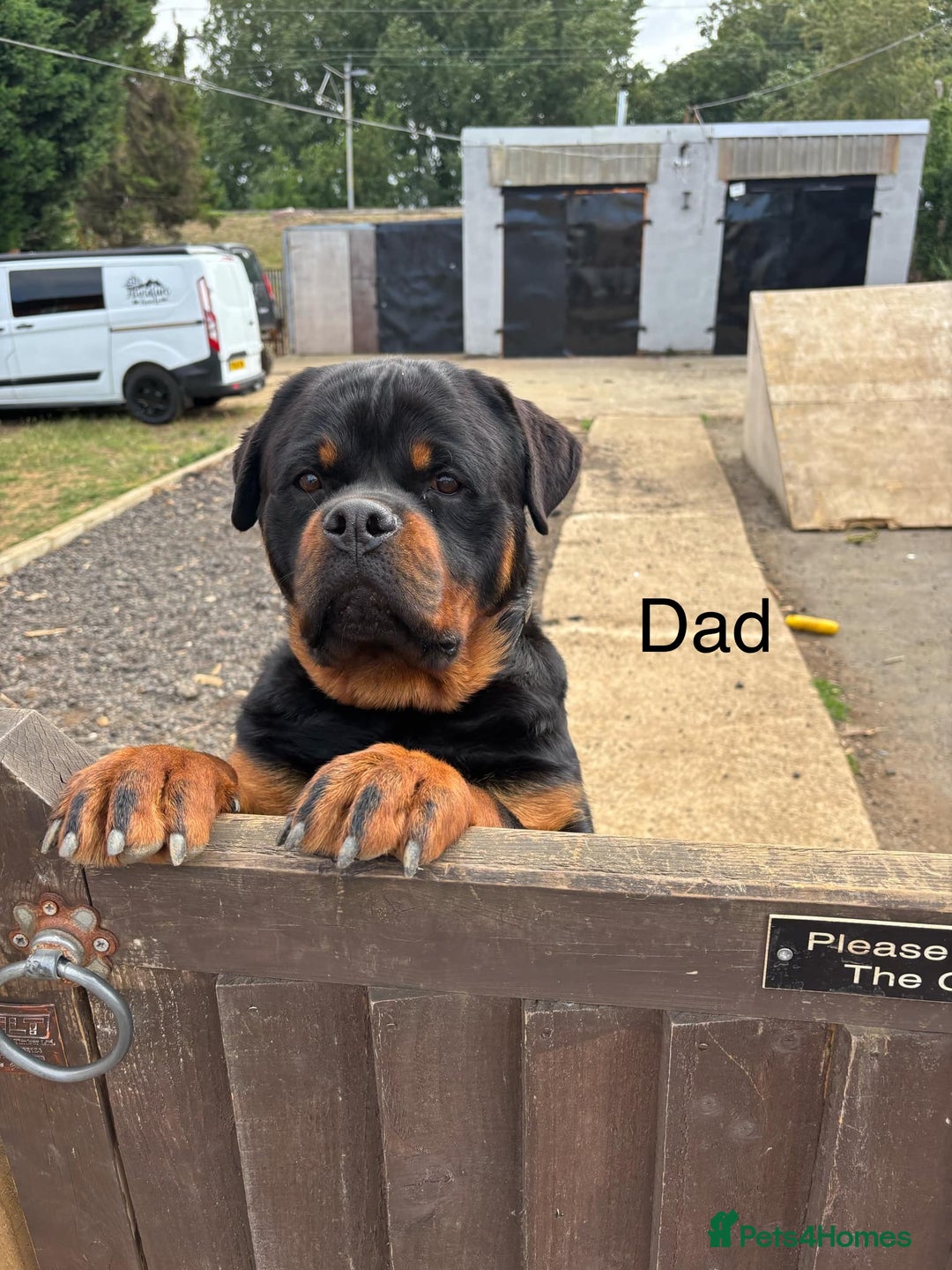 Rottweiler dogs for sale: Beautiful Rottweiler Pups, Ready this week! - Image 12