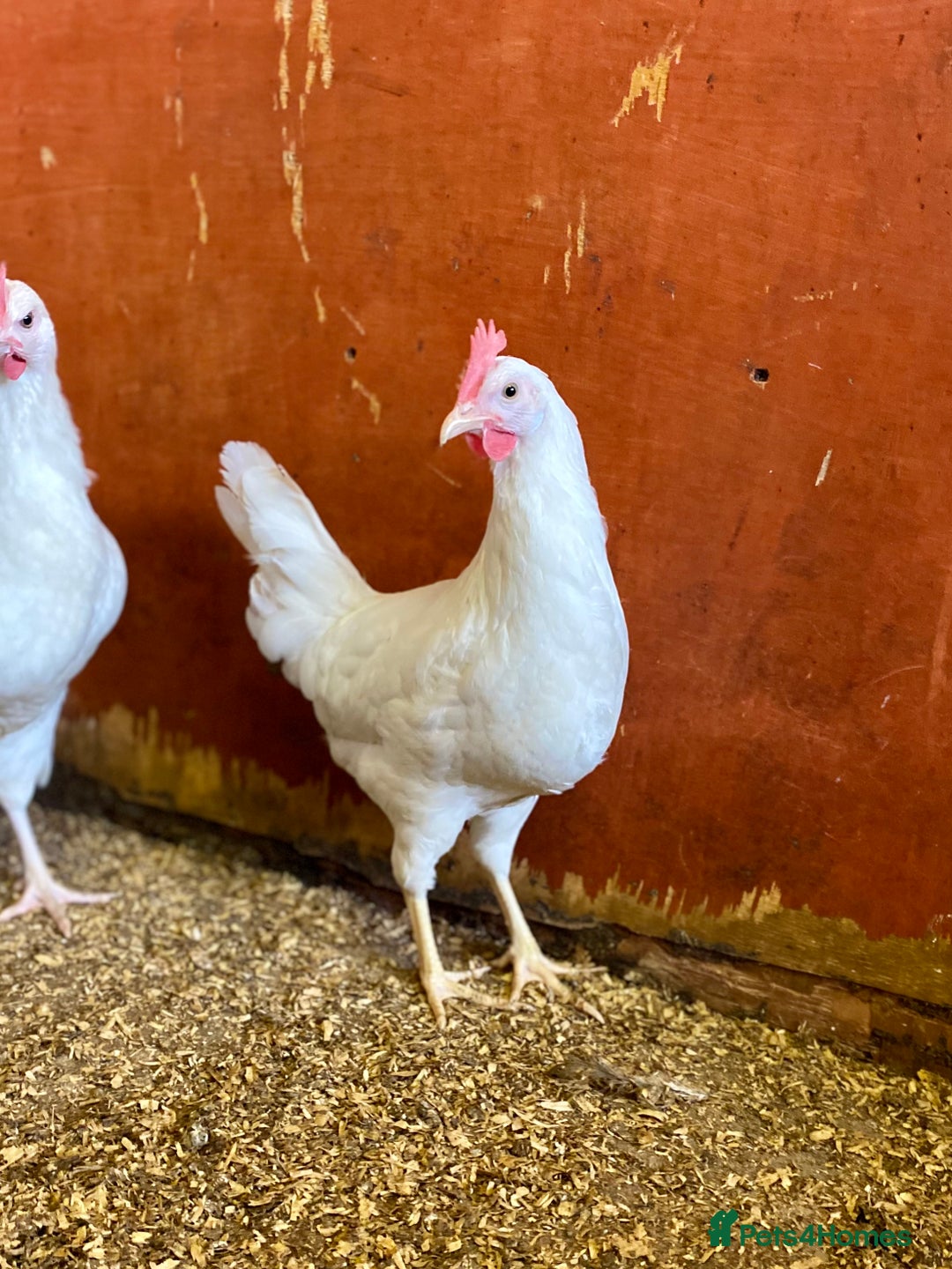Chickens poultry for sale: POL Hybrid Chickens  - Image 3