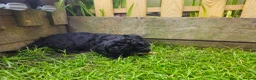 Cockapoo dogs for sale: Cockapoo F2 - Advert 25