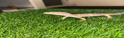 Gecko reptiles for sale: Hypo leopard gekkos in Dukinfield - Advert 1