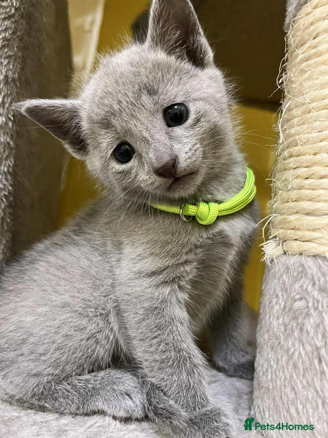 Russian Blue cats for sale: TICA REGISTERED Pure Breed Russian Blue Kittens - Advert 10