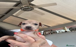 Italian Greyhound dogs for sale: Beautiful Italian Greyhound puppies - Image 16