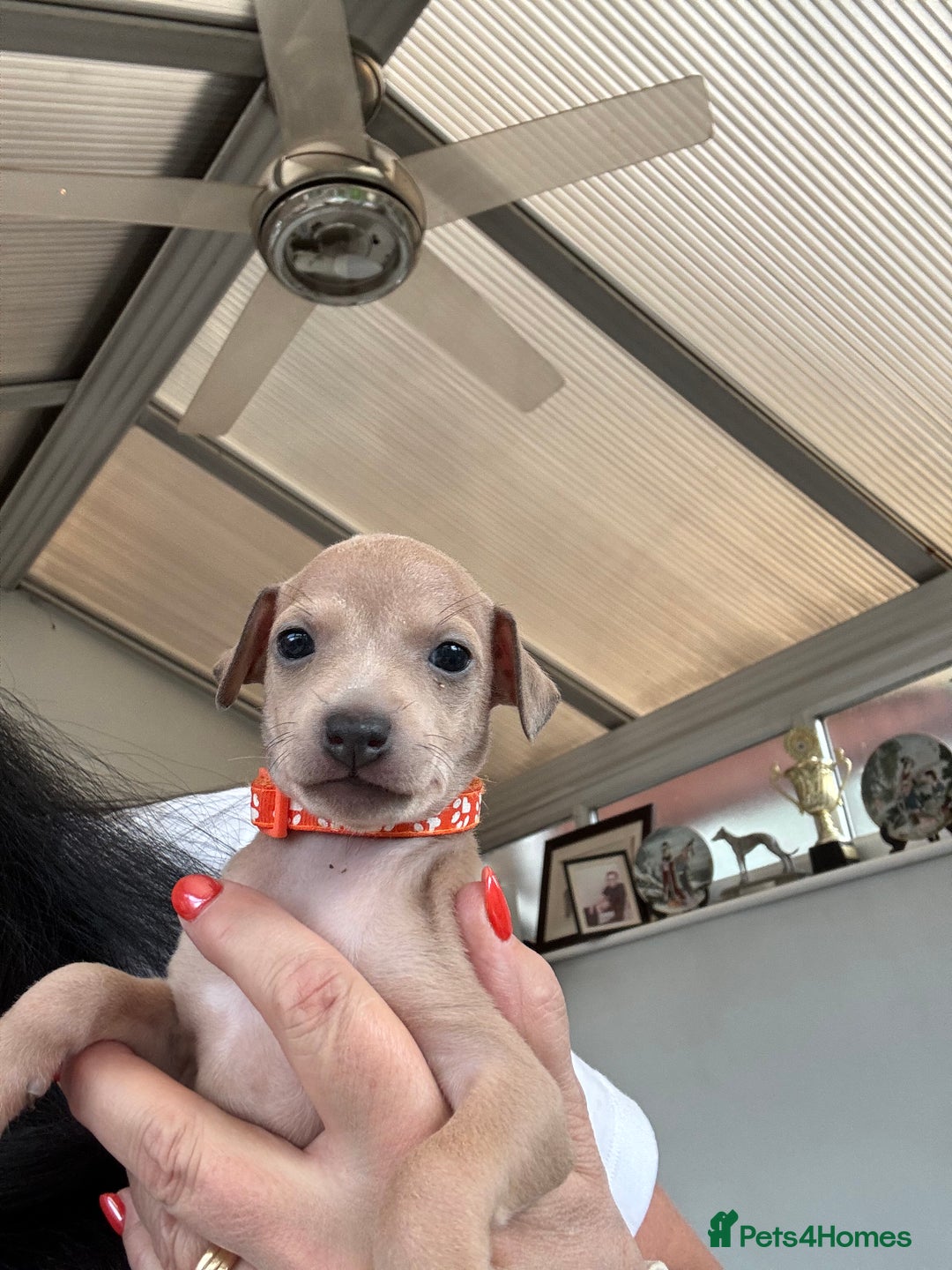 Italian Greyhound dogs for sale: Beautiful Italian Greyhound puppies - Image 16