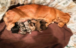 Miniature Dachshund dogs for sale: 7 Mini Dachshunds - Image 4