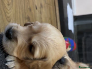 Golden Retriever dogs 6 beautiful golden retriever puppies for sale - Advert 12