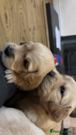 Golden Retriever dogs 6 beautiful golden retriever puppies for sale - Advert 10