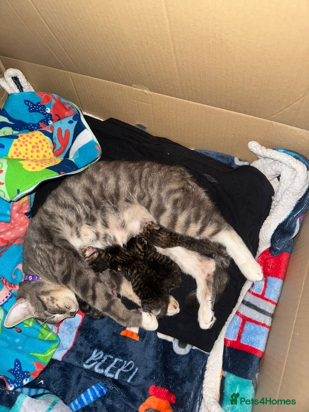 Mixed Breed cats for sale: Pretty Kittens For Sale - Advert 10