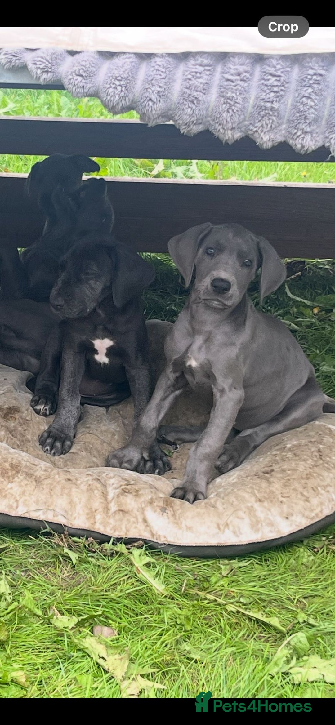 Great Dane dogs for sale: 7 left -12 beautiful Great Dane puppies black/blue - Image 10