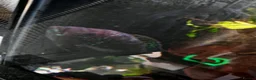 Cichlids fish for sale: Green terrors and jack dempsy cichlid for sale  in Birmingham - Advert 3