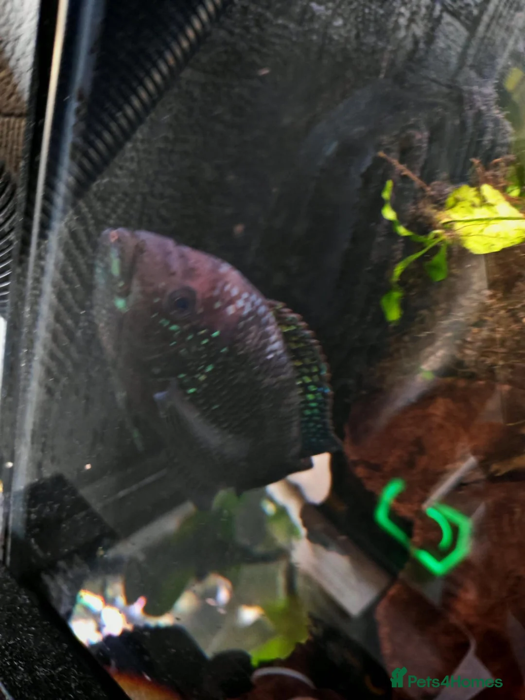 Cichlids fish for sale: Green terrors and jack dempsy cichlid for sale  in Birmingham - Advert 3