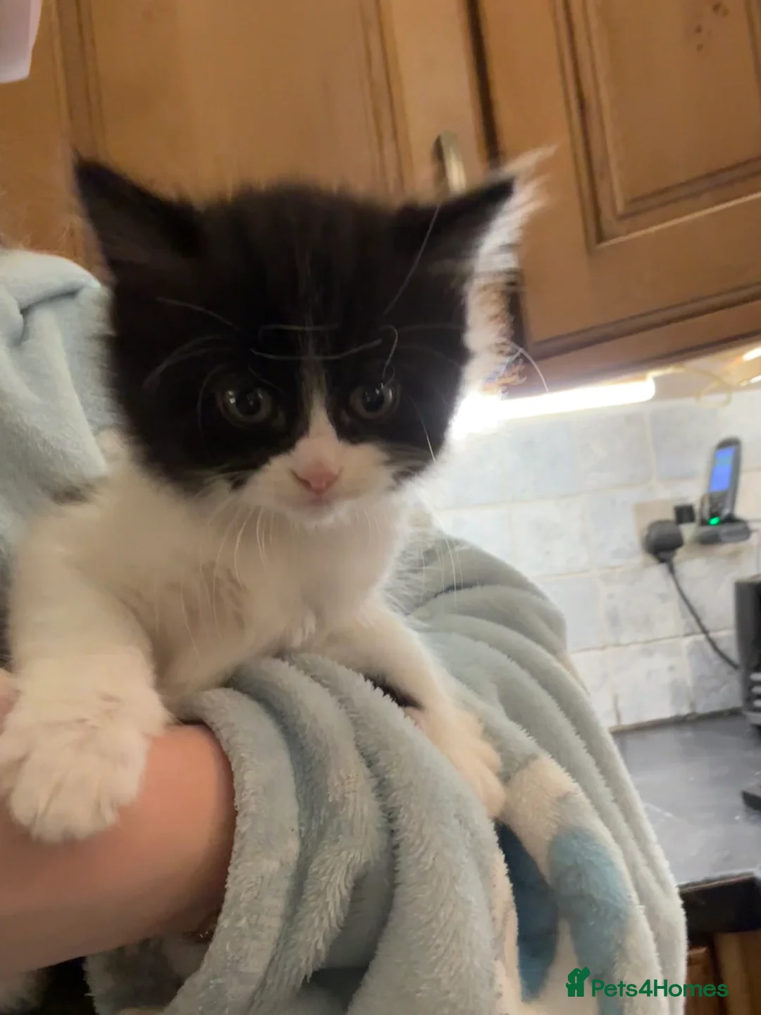 British Longhair cats for sale: Adorable female kitten for sale  - Advert 2