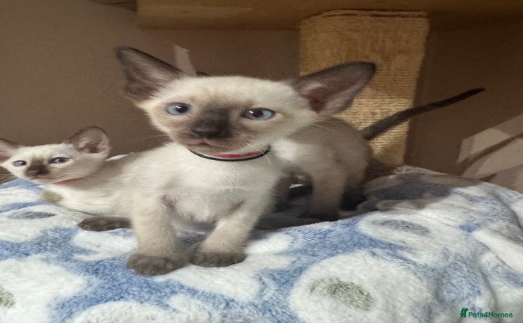 Siamese cats - Advert 1