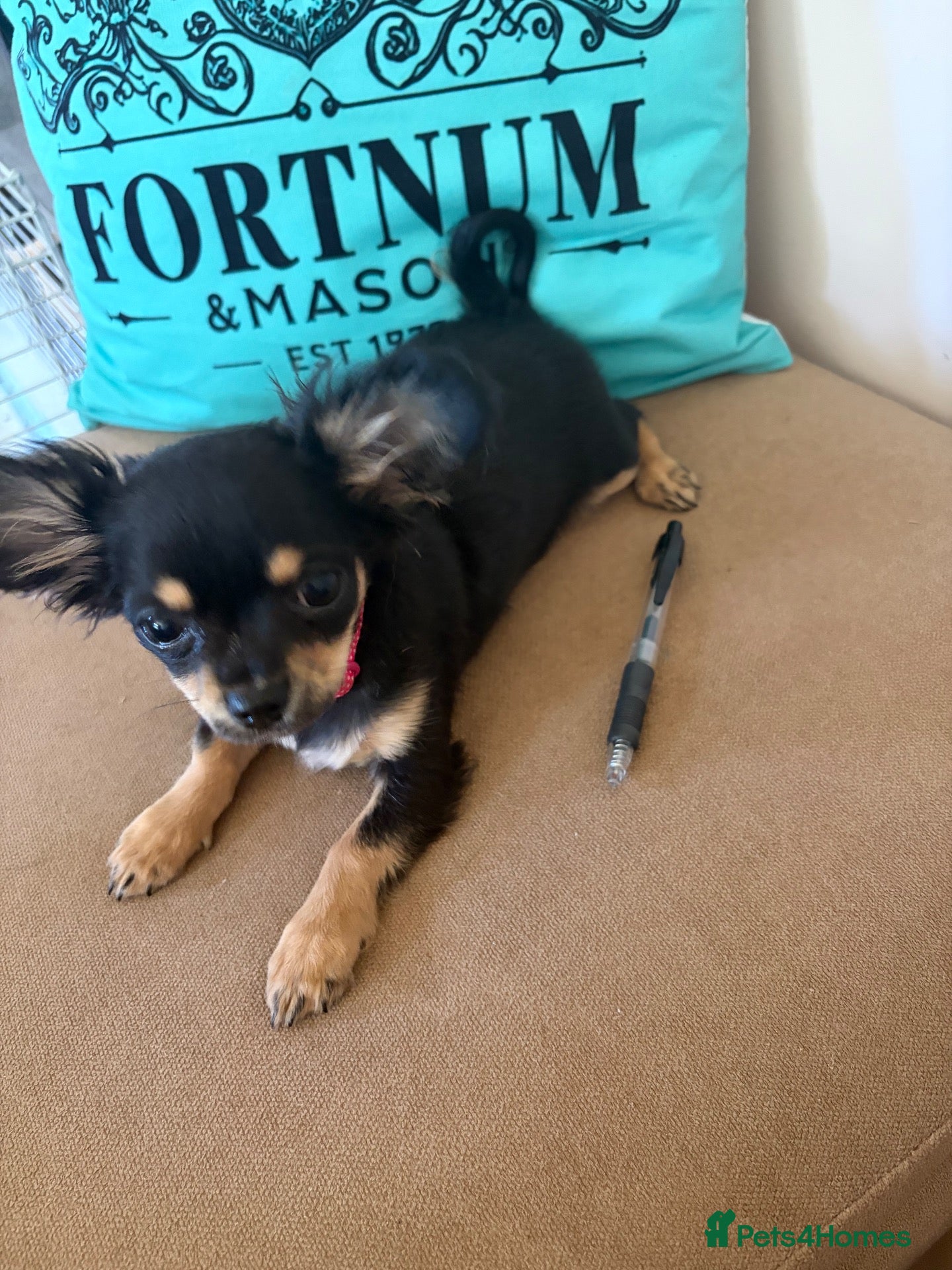 Chihuahua dogs  🐾 One little precious girl remaining 🐾  - Advert 15