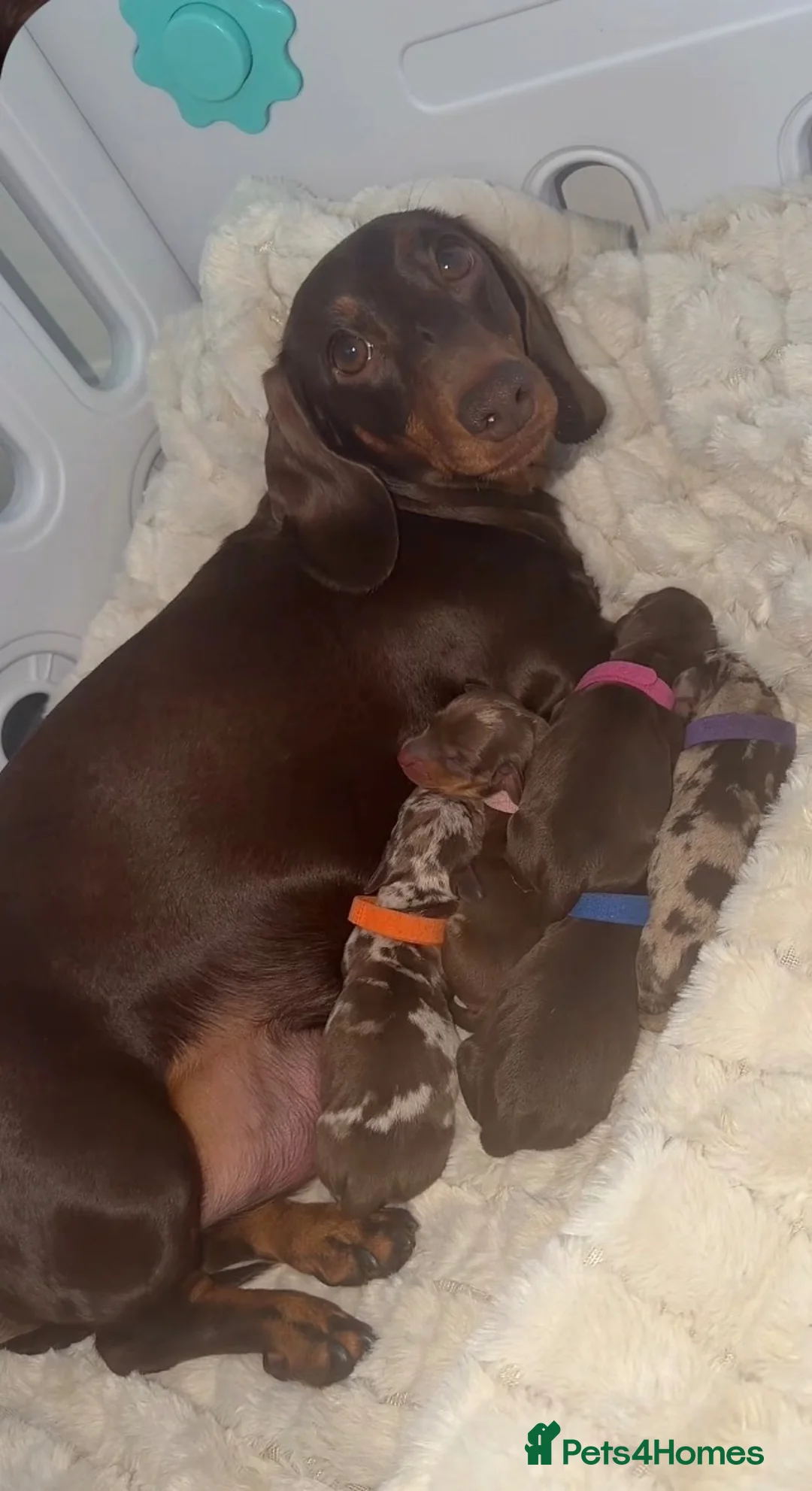 Miniature Dachshund dogs for sale: Miniature dachshund pups  - Advert 2