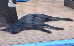 Labrador Retriever dogs for sale: 11 month old Labrador Retriever for rehoming  - Image 4