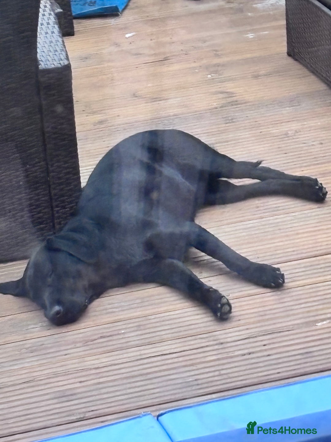 Labrador Retriever dogs for sale: 11 month old Labrador Retriever for rehoming  - Image 4