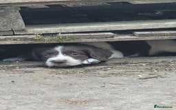 English Springer Spaniel dogs for sale: KC Working English Springer Spaniel puppies  - Image 14