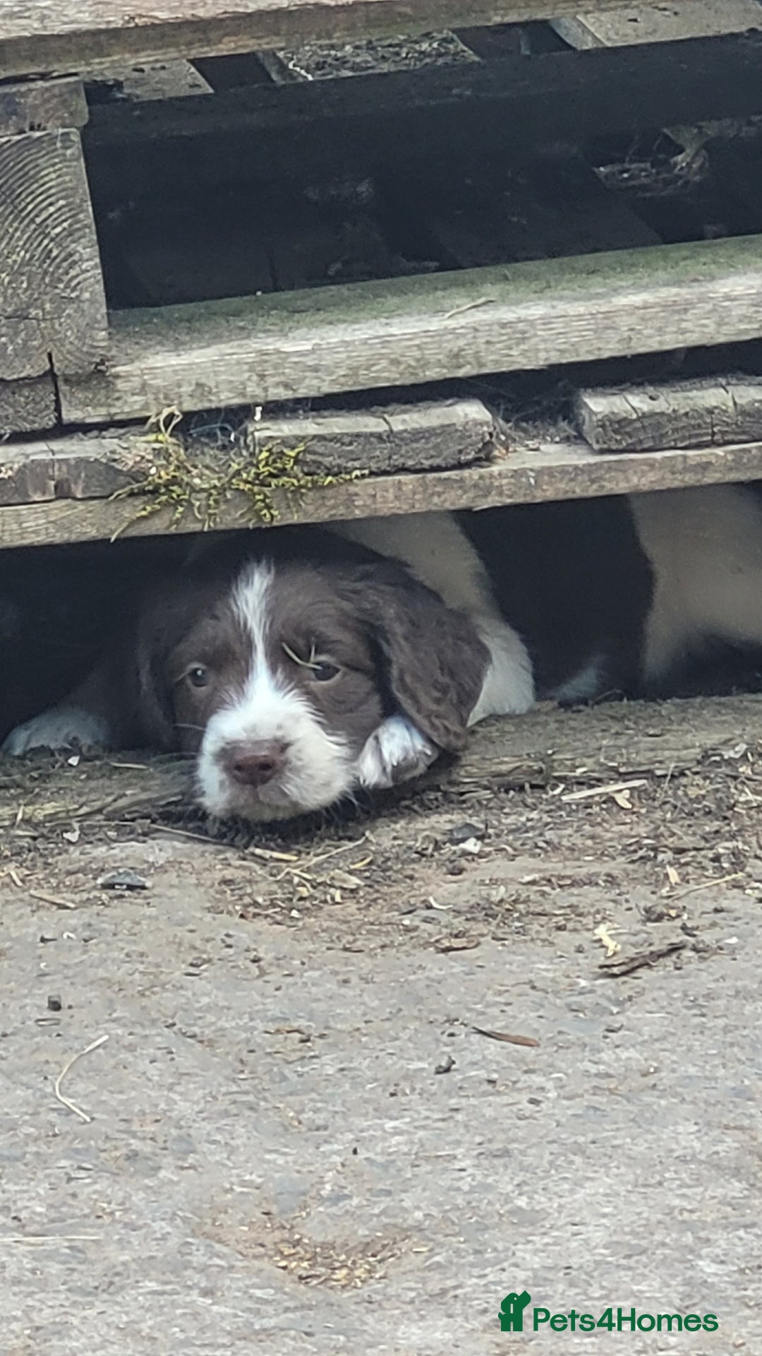 English Springer Spaniel dogs for sale: KC Working English Springer Spaniel puppies  - Image 14