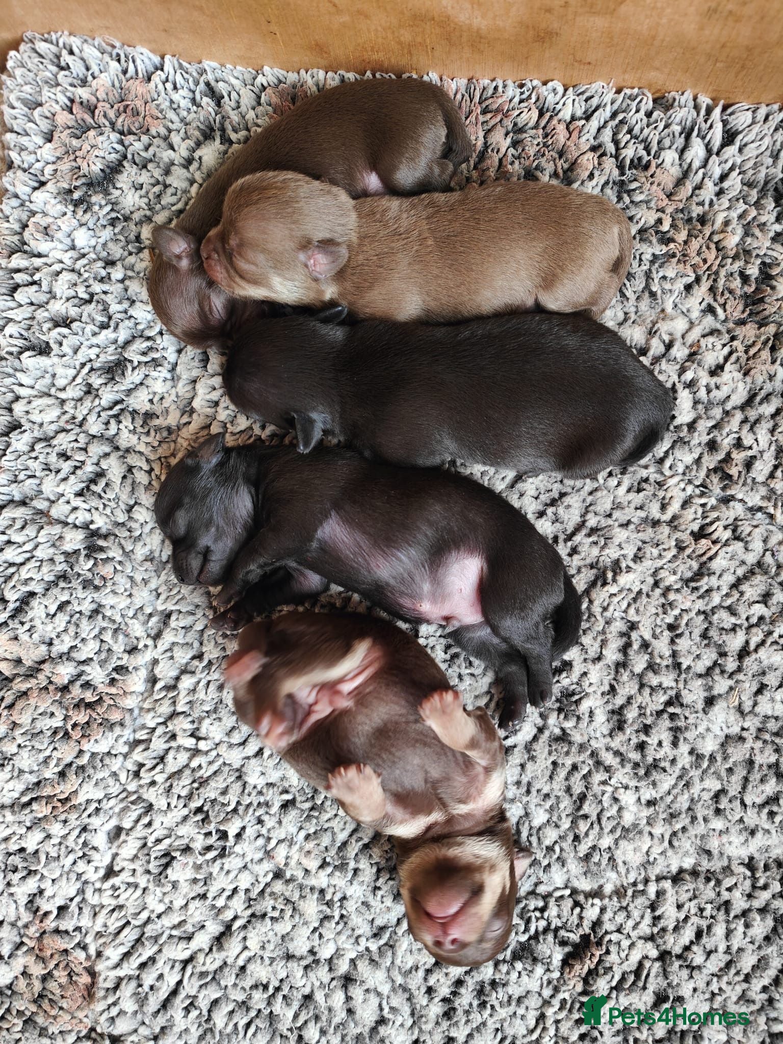Chihuahua dogs Short Haired Chihuahua Apple Head KC Reg Puppies - Advert 2