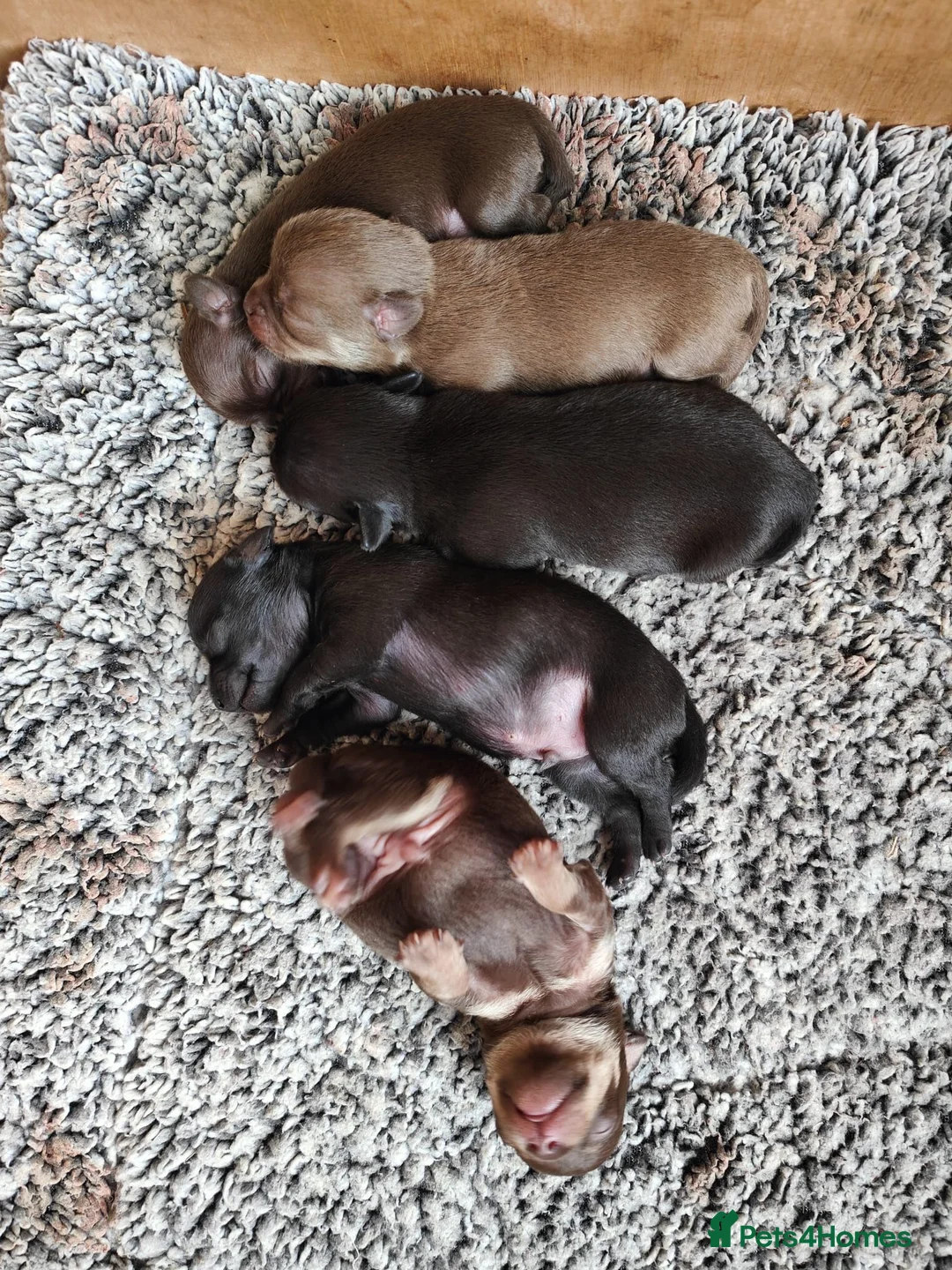 Chihuahua dogs for sale: Short Haired Chihuahua Apple Head KC Reg Puppies - Advert 1