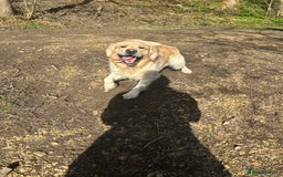 Golden Retriever dogs for stud: STUD - KC Registered - Golden Retriever  in Bishop Auckland - Image 2