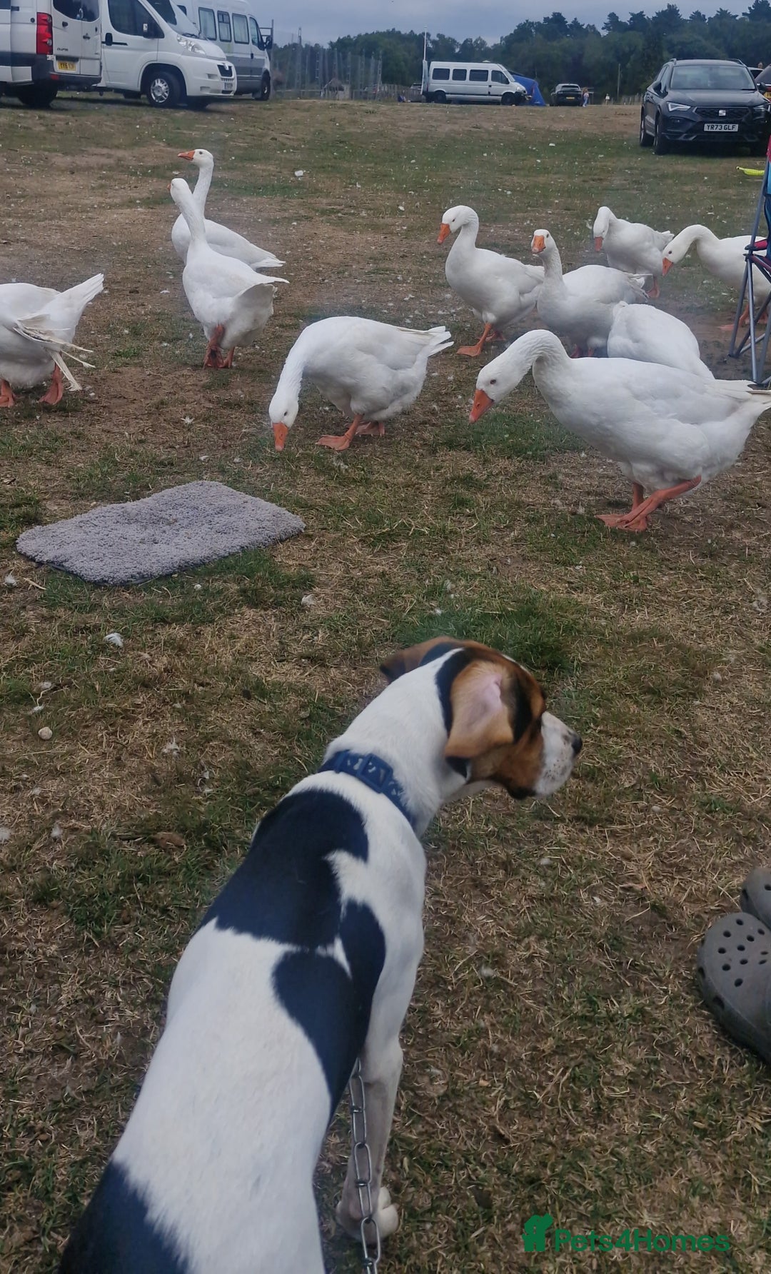 Mixed Breed dogs for sale: Betty - Beagle Spaniel mix - Image 2
