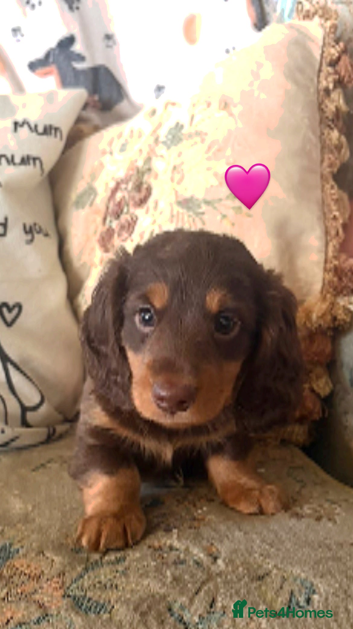 Miniature Dachshund dogs Longhaired stunning miniature Daschunds - Advert 17