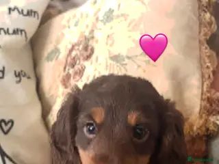 Miniature Dachshund dogs Longhaired stunning miniature Daschunds - Advert 3