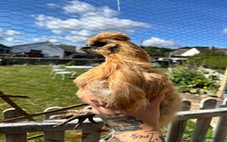 Chickens poultry for sale: Silkie POL - Image 4