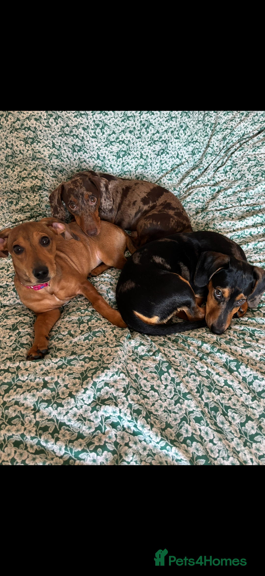 Mixed Breed dogs for sale: Handsome boy  - Advert 15