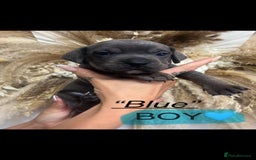 Mixed Breed dogs for sale: 🏡 Staff x American Bulldog Puppies  - Image 17