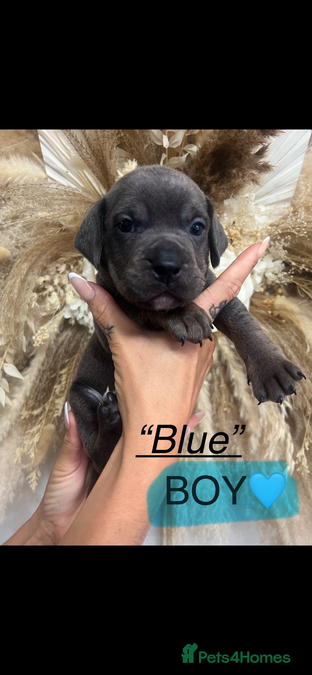Mixed Breed dogs for sale: 🏡 Staff x American Bulldog Puppies  - Image 17