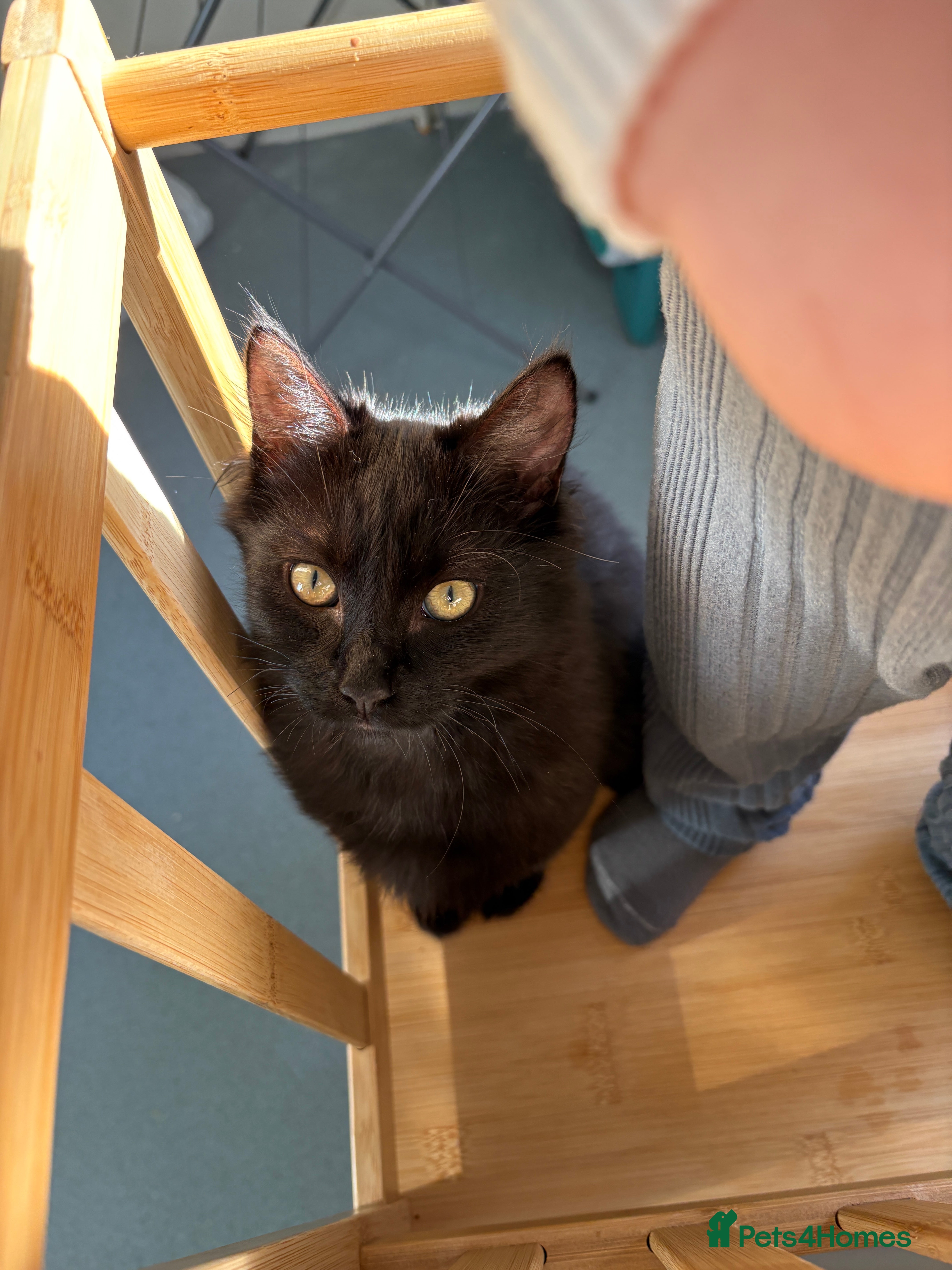 Ragdoll cats Male Ragdoll - Advert 1