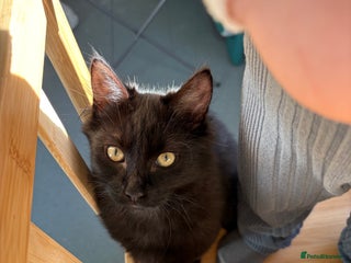 Ragdoll cats Male Ragdoll - Advert 2