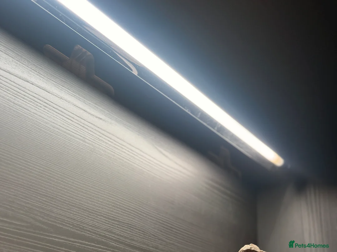 Bearded Dragon reptiles for sale: 6 month male bearded dragon,vivarium,accessories  in Bedworth - Advert 2