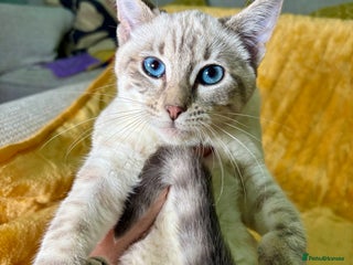 Keetso cats Superb polydactyl girl - Advert 1
