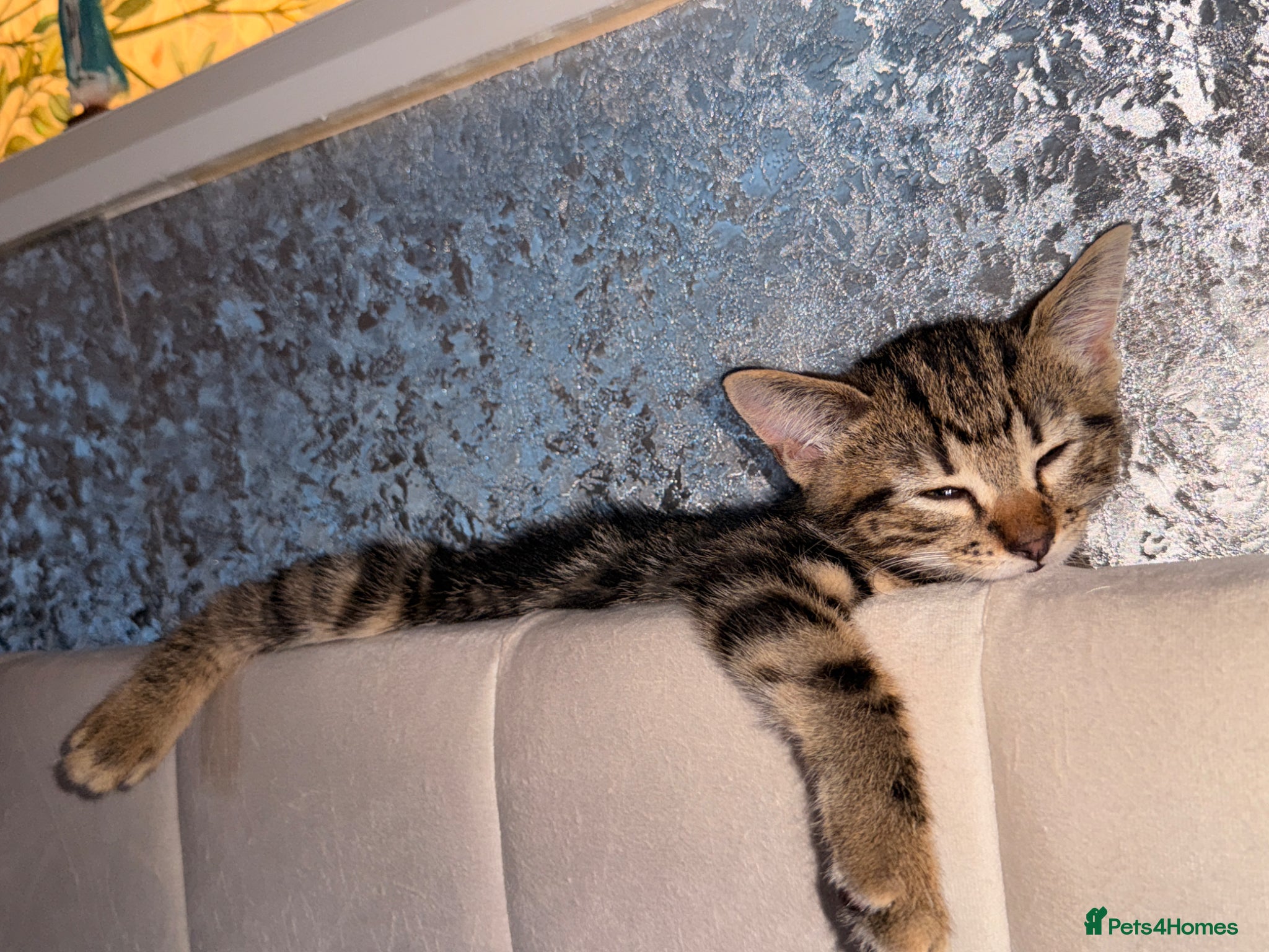 Domestic Shorthair cats for sale: Ultimate Cozy Companion -10 weeks Shorthair tabby  in Hounslow - Advert 6
