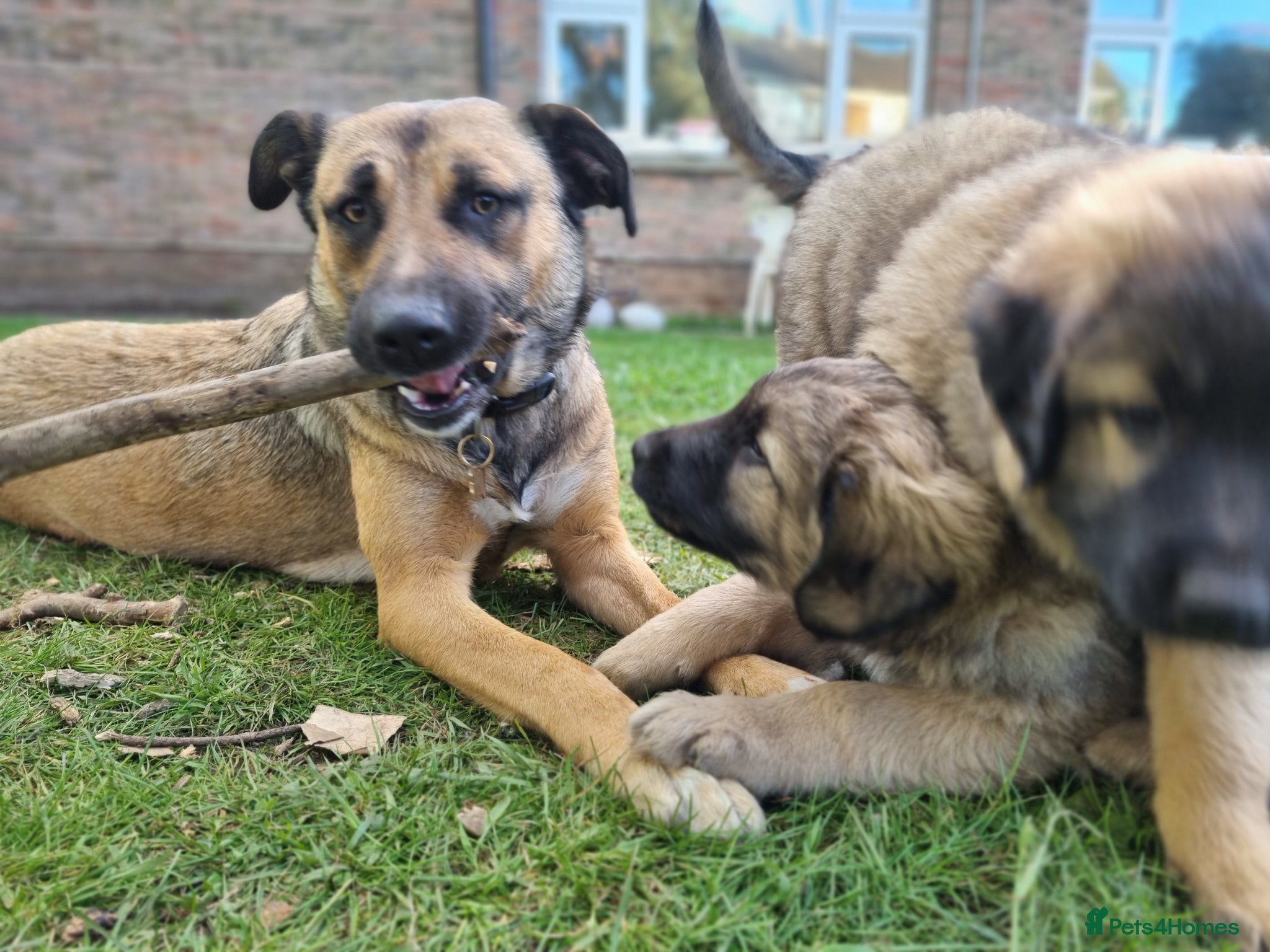 Mixed Breed dogs One Lovely Kangal Mix Girl - Advert 4