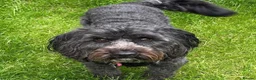 Cockapoo dogs for sale: Cockapoo, black, 3yrs - Advert 2
