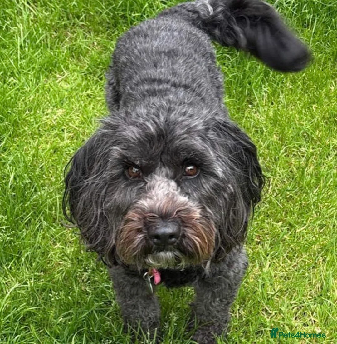 Cockapoo dogs for sale: Cockapoo, black, 3yrs - Advert 2