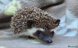 Pygmy Hedgehog rodents for sale: African Pygmy Hedgehog Hoglets  - Image 27