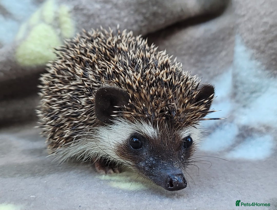 Pygmy Hedgehog rodents for sale: African Pygmy Hedgehog Hoglets  - Image 27